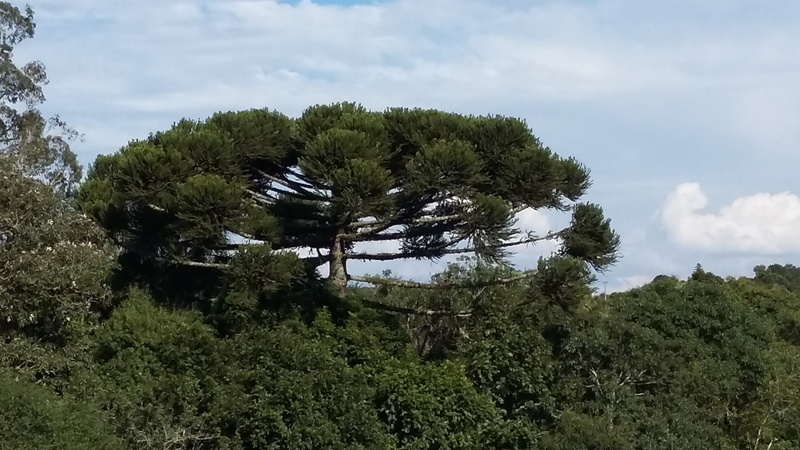 outdoors, beauty in nature, tree, paraná, plant, land, non-urban scene, no people, scenics - nature, green color, cloud - sky, pinheiro, forest, low angle view