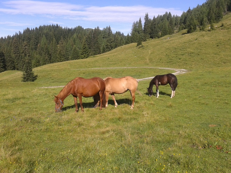domestic, livestock, grass, mammal, environment, herbivorous, land, animal, foal, agriculture, domestic animals, plant, grazing, pets, group of animals