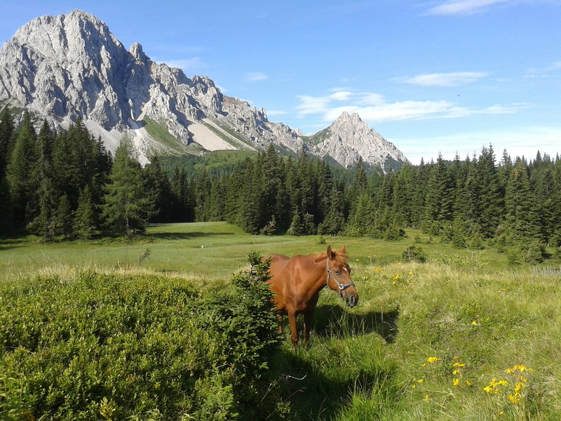 2K, one animal, forest, pets, horse, animal, sky, friuli venezia giulia, vertebrate, plant, livestock, hiking, domestic animals, field, no people, nature