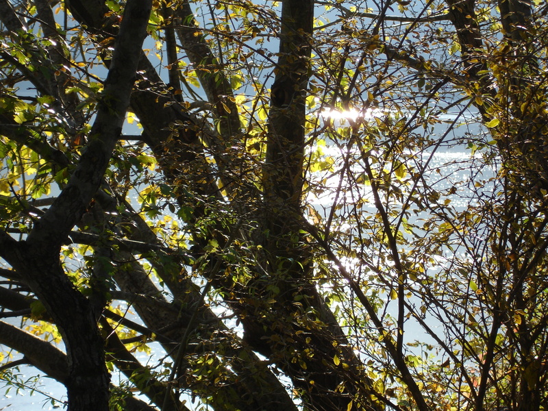 lake, forest, sun, 2K, woodland, sky, beauty in nature, growth, magic, day, leisure, nature, sunlight, trunk, tranquil scene, tree trunk, friuli venezia giulia