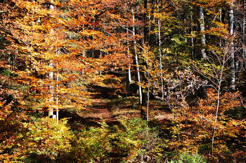 no people, italy, tranquility, outdoors, fall, plant, leaves, autumn, idyllic, 4K, tree, friuli venezia giulia, land, the forest of tarvisio, nature, beauty in nature