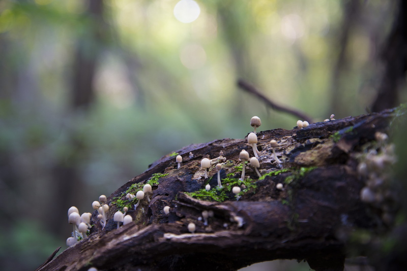 detail, tree trunk, wood - material, animals in the wild, outdoors, green, animal wildlife, focus on foreground, vertebrate, italy, day, tree, selective focus