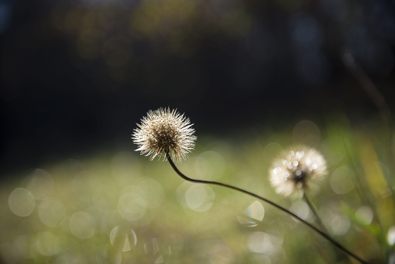 friuli, dandelion, day, no people, plant, italy, close-up, flower head, fragility, detail, flowering plant, vulnerability, 5K, softness, beauty in nature