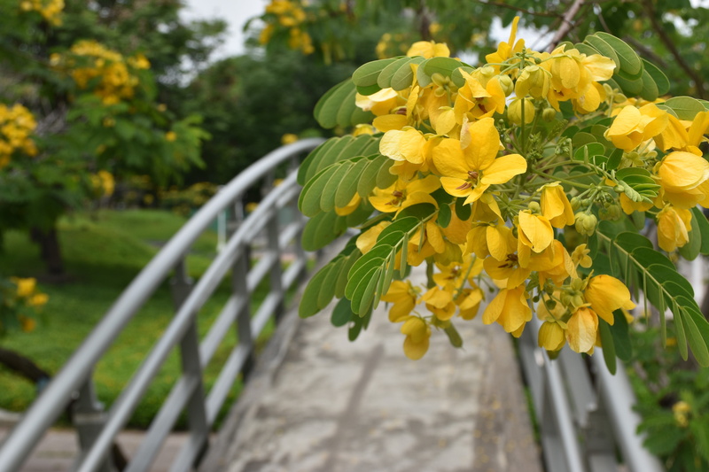 urban, blossoms, outdoors, spring, bridge, freshness, 5K, close-up, vulnerability, flowers, flower, springtime, asia, fence, plant, flowering plant, tree