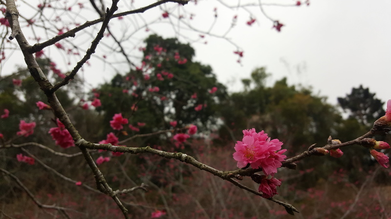 taiwan, taichung, 5K, vulnerability, plant, cherry tree, no people, flower, close-up, fragility, flower head, growth, nature, branch, summit resort, springtime
