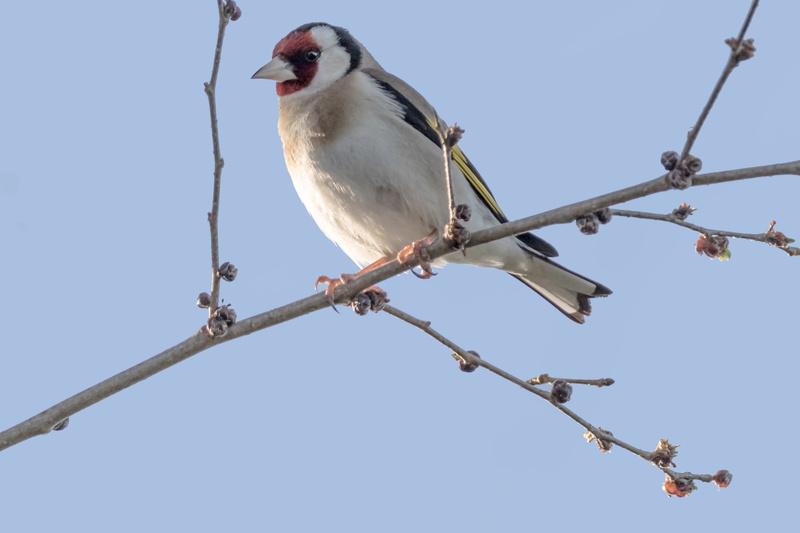 copy space, sky, full length, nature, animal, jilguero, birding, andalucia, low angle view, one animal, vertebrate, perching, animal wildlife, outdoors