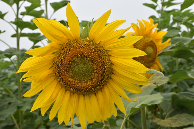 color, plant, sunflower, outdoors, closeup, pollen, growth, flora, vulnerability, focus on foreground, taiwan, springtime, flower head, inflorescence, petal