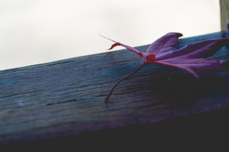 insect, flower head, close-up, no people, red, plant, invertebrate, leaf, freshness, leaves, vulnerability, fragility, wood - material, maple, japan, flower