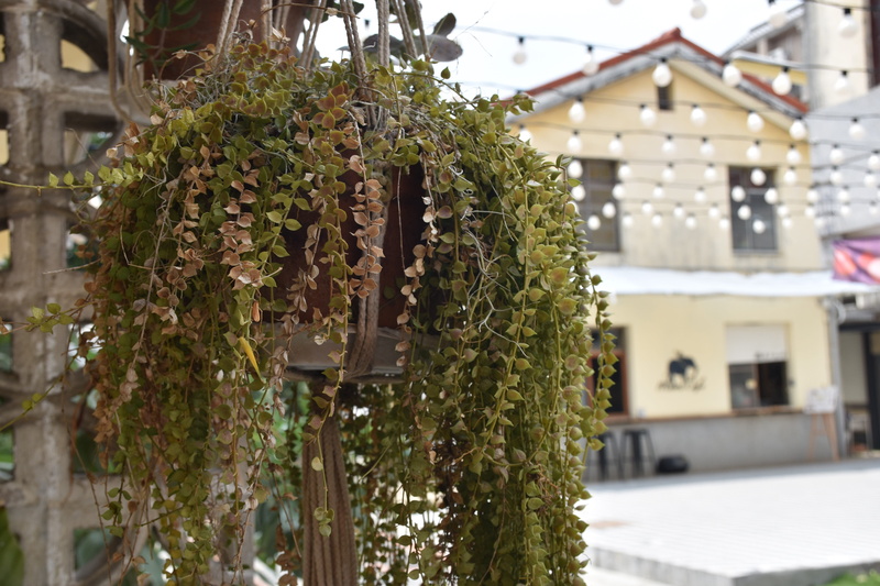 nature, no people, green color, close-up, day, hanging, christmas, house, taiwan, leaf, tree, landscape, building exterior, residential, 5K, built structure