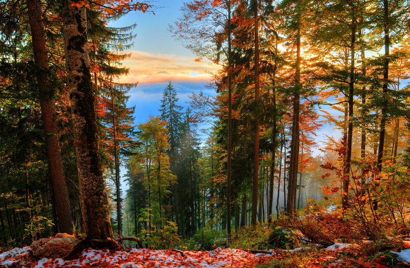 nature, view, beautiful, winter, trees, first, snow, forest, leaves, falling, autumn, fall, morning, foliage, seasons, lovley, 2K