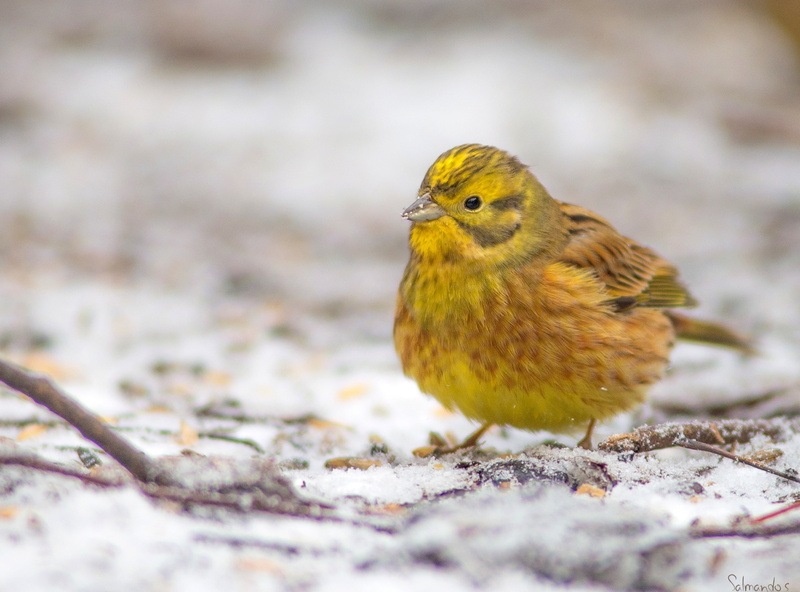 land, close-up, animal themes, animals in the wild, perching, Winter, one animal, Snow, day, selective focus, looking, Bird, 2K, outdoors, animal wildlife