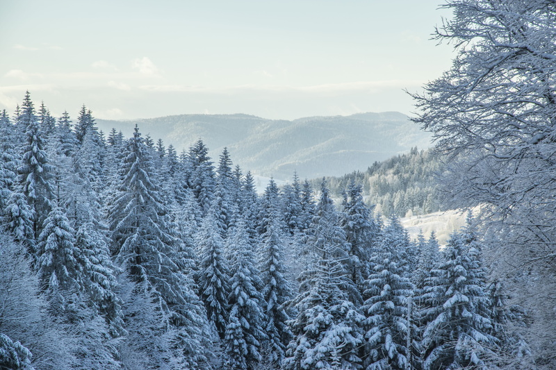 snow, pine trees, cold temperature, plant, pine woodland, forest, cover, beauty in nature, sky, pine tree, environment, first snow, no people, outdoors