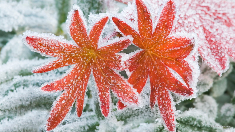 first, geranium, 2K, snow, Winter