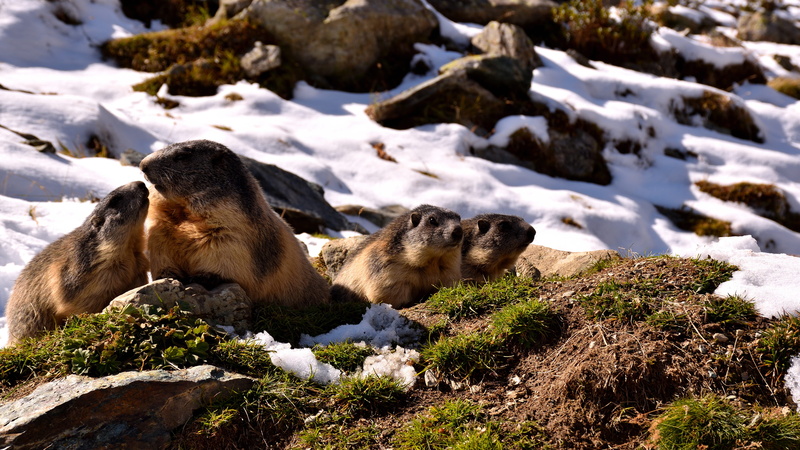 animal wildlife, first snow, vertebrate, nature, day, winter, green, sunlight, mammal, animals, rock, autumn, animals in the wild, cold temperature, plant