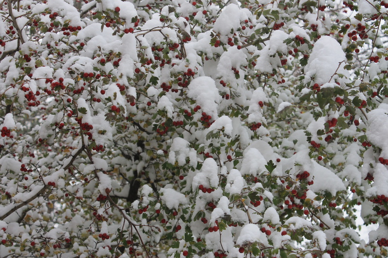 fragility, no people, leaves, flower head, full frame, snow, flowering plant, hawthorn, zing, vulnerability, backgrounds, land, winter, beauty in nature