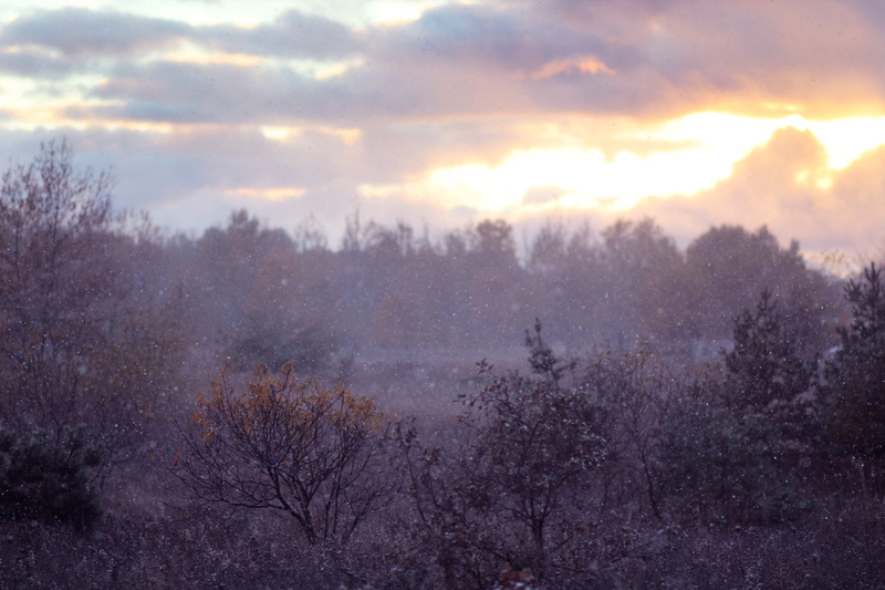 dreamy, non-urban scene, tranquil scene, environment, sky, landscape, michigan, elegant, snow, day, united states, sunset, fog, growth, tree, first snow