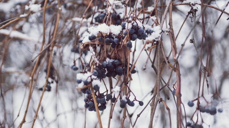 plant, wild grape, berries, blue, dried plant, cold temperature, twig, branch, brown, day, no people, outdoors, tranquility, tree, first snow, covering