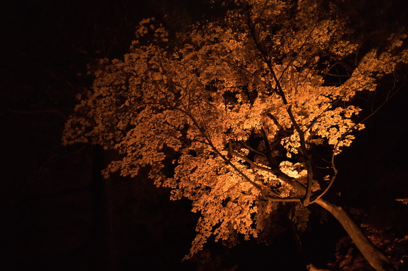 plant part, nature, beauty in nature, kenroku-en, autumn, kanazawa, tree trunk, cherry blossom, outdoors, no people, tranquility, maple, japan, close-up