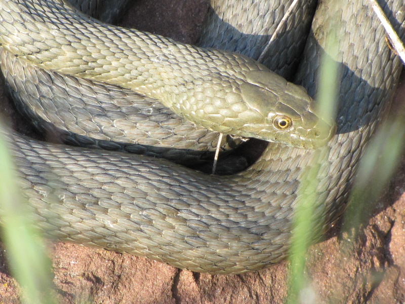 warning sign, animals in the wild, animal body part, reptile, relax, animal, at the same time, vertebrate, outdoors, animal head, nature, 4K, communication