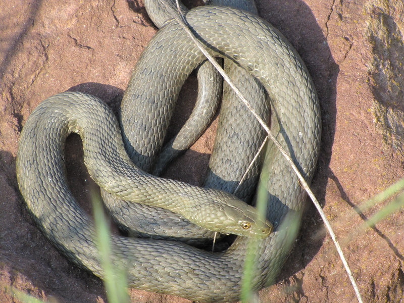 nature, cable car, rope, curled up, 4K, animal wildlife, one animal, animal scale, no people, vertebrate, animal body part, close-up, animals in the wild