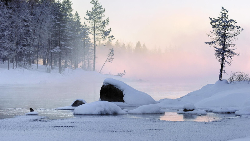snow, water, 1080P, animals in the wild, animal themes, beauty in nature, animal wildlife, first, nature, hd, cold temperature, animal, plant