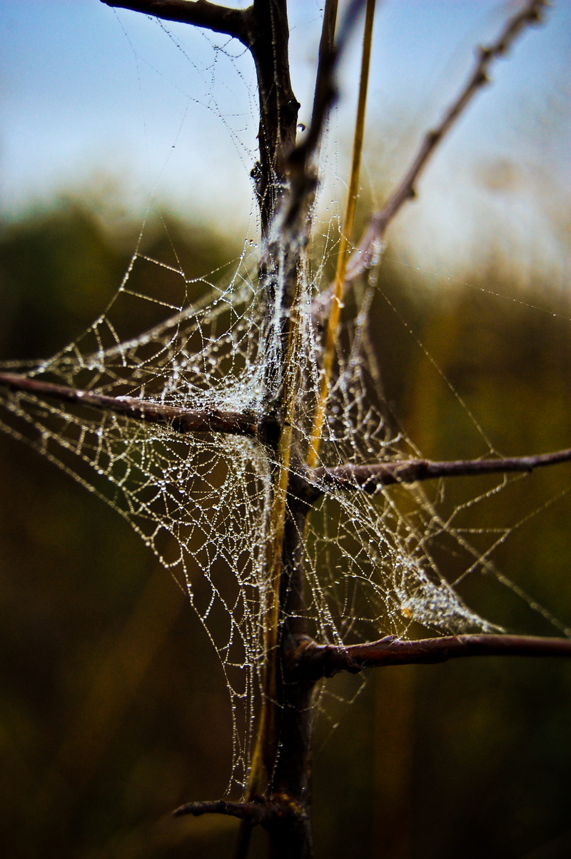 outdoors, spider web, close-up, pattern, focus on foreground, trapped, vulnerability, droplets, natural pattern, dinnington, dew drops, complexity, 2K