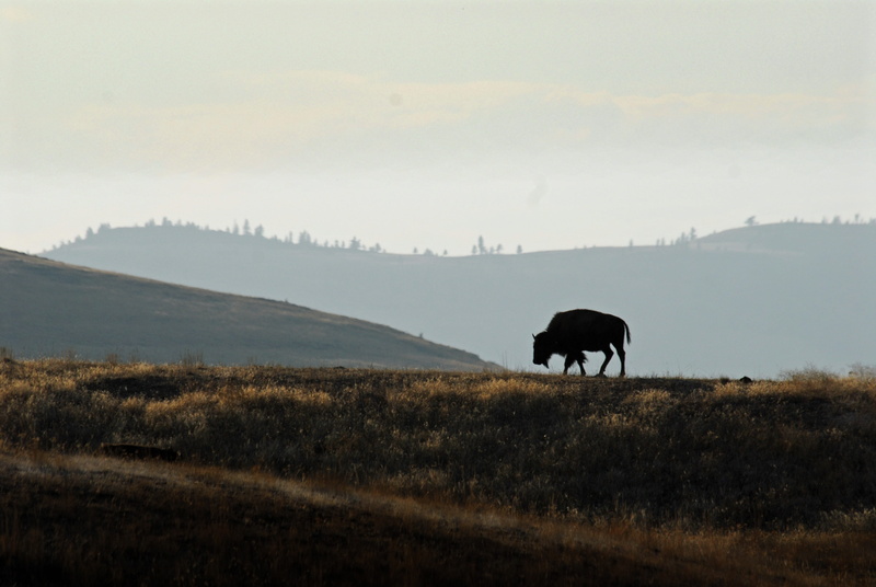 4K, field, livestock, environment, animal themes, grass, herbivorous, montana, outdoors, animal, domestic, plant, pets, mammal, landscape, animals in the wild