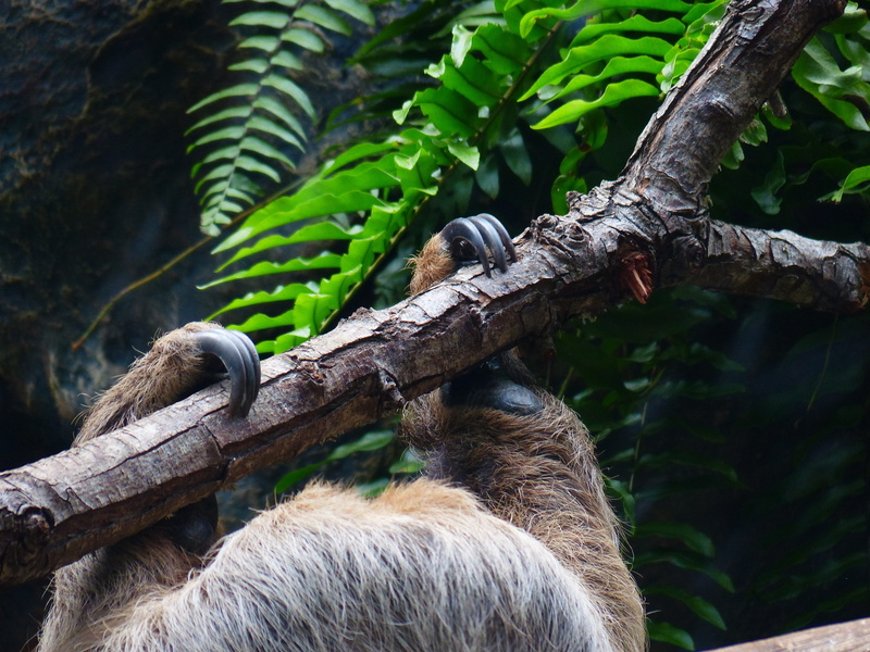 rump, forest, claw, depend, mammal, actual two-toed sloth, plant part, clamp, animal, animal wildlife, 4K, growth, megalonychidae, choloepus, nature, detention