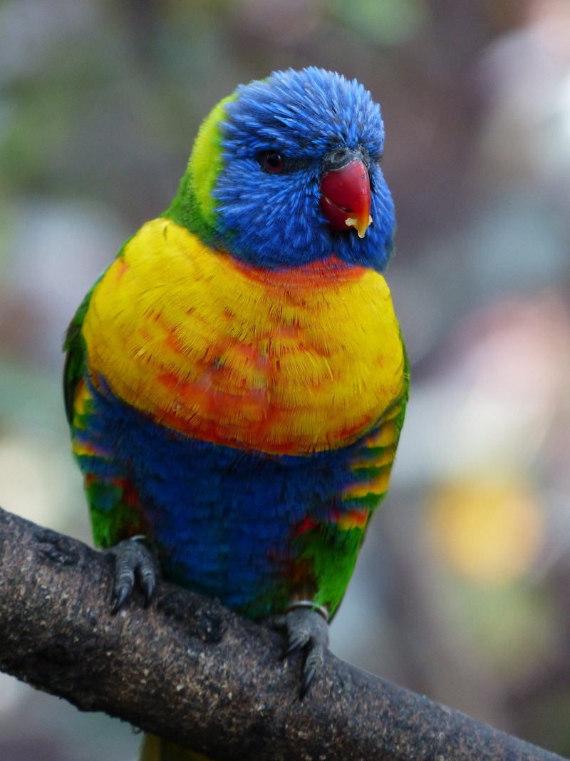 Bird, branch, Loriinae, focus on foreground, nature, no people, color, Parrot, 4K, yellow, day, blue cheek lori, one animal, psittacidae, lori, outdoors