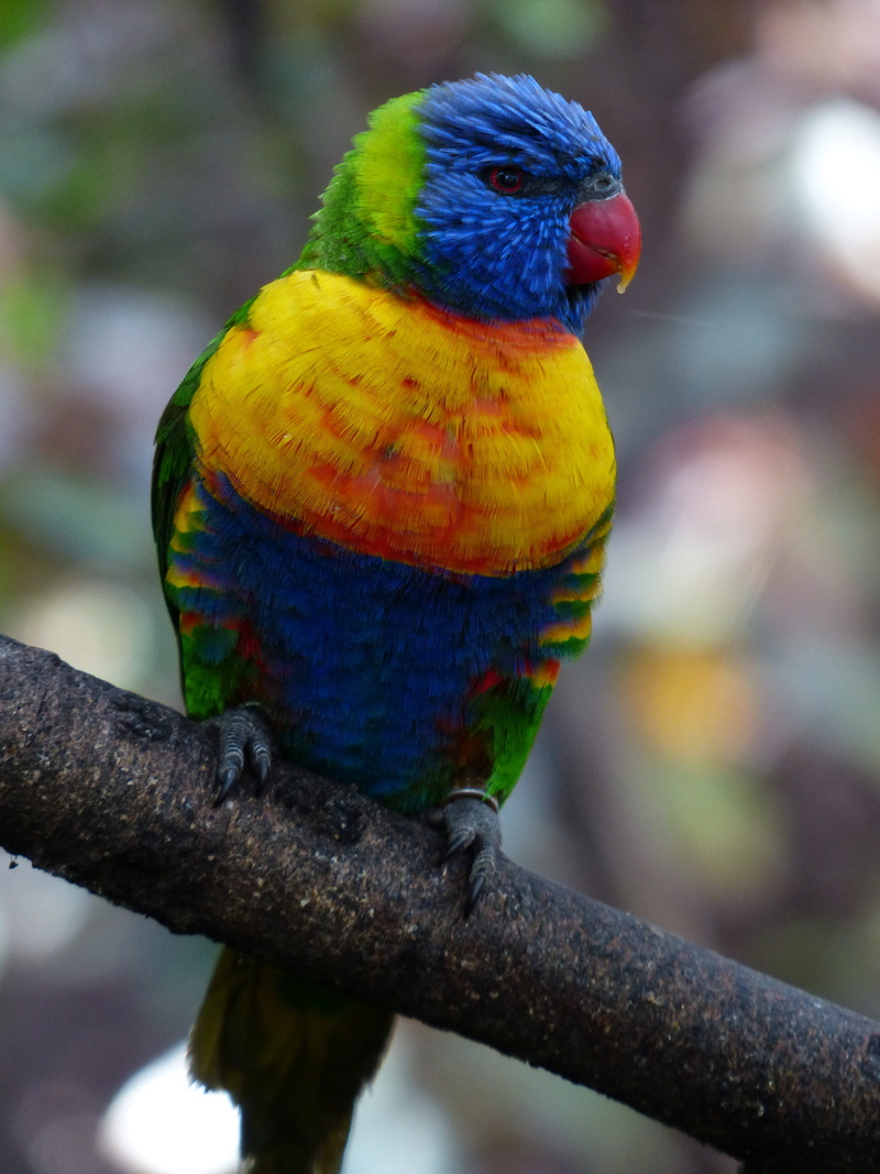 one animal, branch, wide binding lori, rainbow lorikeet, lori, rainbow lori, close-up, vertebrate, yellow, blue, trichoglossus rainbow, loriidae, psittaciformes