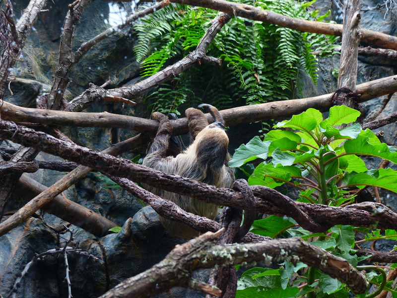 no people, tree, animal wildlife, sloth, outdoors, monkey, actual two-toed sloth, plant, two-toed sloth, land, rainforest, mammal, megalonychidae, animal themes