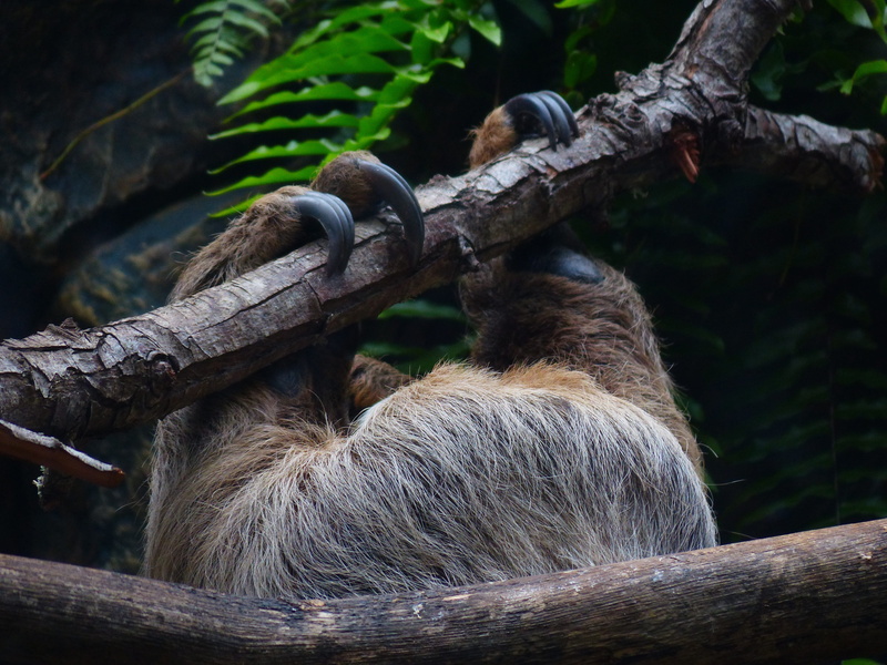 sloth, two-toed sloth, claw, 4K, shimmy, monkey, megalonychidae, choloepus didactylus, day, nature, hair, upside down, wood - material, animal themes
