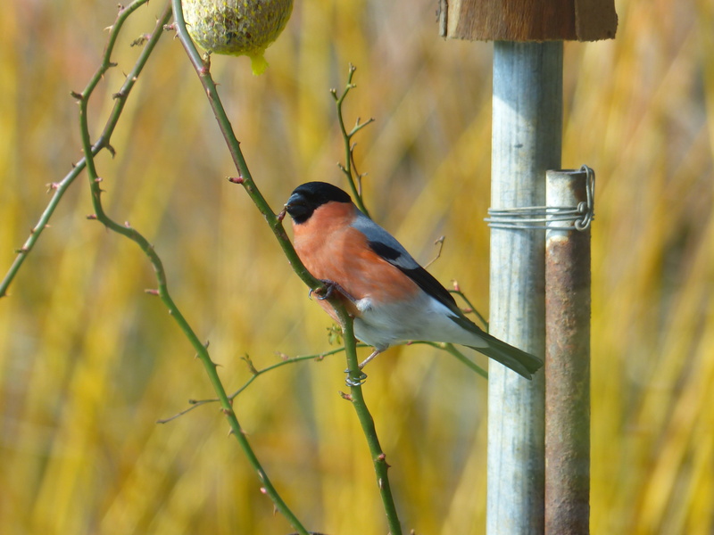 full length, animal themes, bird, bullfinch, animal wildlife, goldfinch like, focus on foreground, plant, songbird, animals in the wild, day, beauty in nature