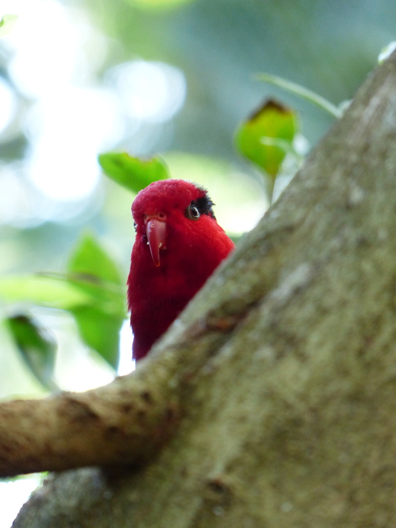 bird, lori, perching, loriidae, close-up, parrot, tree, red, psittacidae, animal, animal wildlife, animal themes, nature, rotlori, branch, animals in the wild