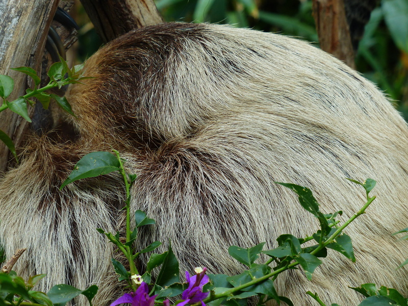 animals And Pets, beauty in nature, choloepus, sloth, green Color, one animal, animals In The Wild, animal, plant, Rest, mammal, growth, leaf, land, forest