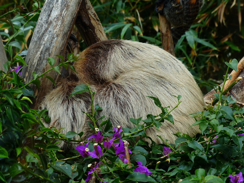 vertebrate, rest, animal themes, growth, animal, plant, mammal, megalonychidae, unau, flowering plant, day, choloepus, two-toed sloth, 4K, green color