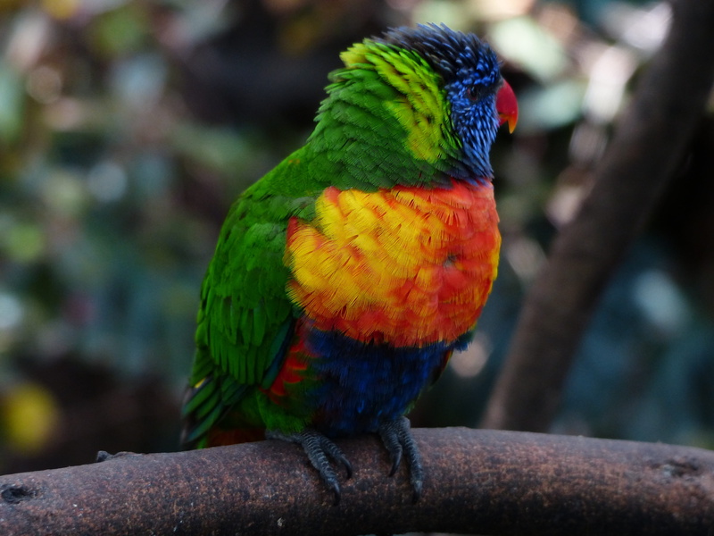 loriidae, tropical rainforest, trichoglossus rainbow, vertebrate, perching, bill, focus on foreground, 4K, colorful, multi colored, day, tree, psittacidae