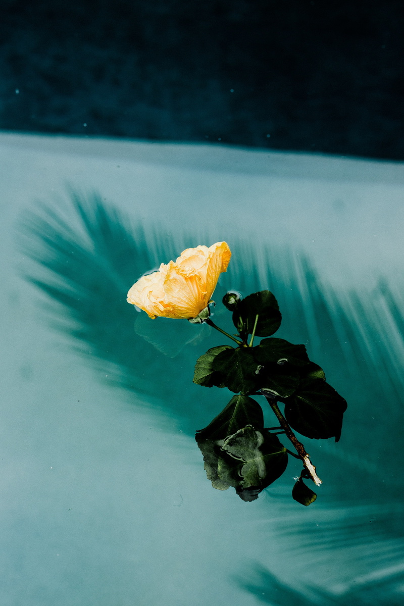 flower, melancholia, moisture, water, 2K