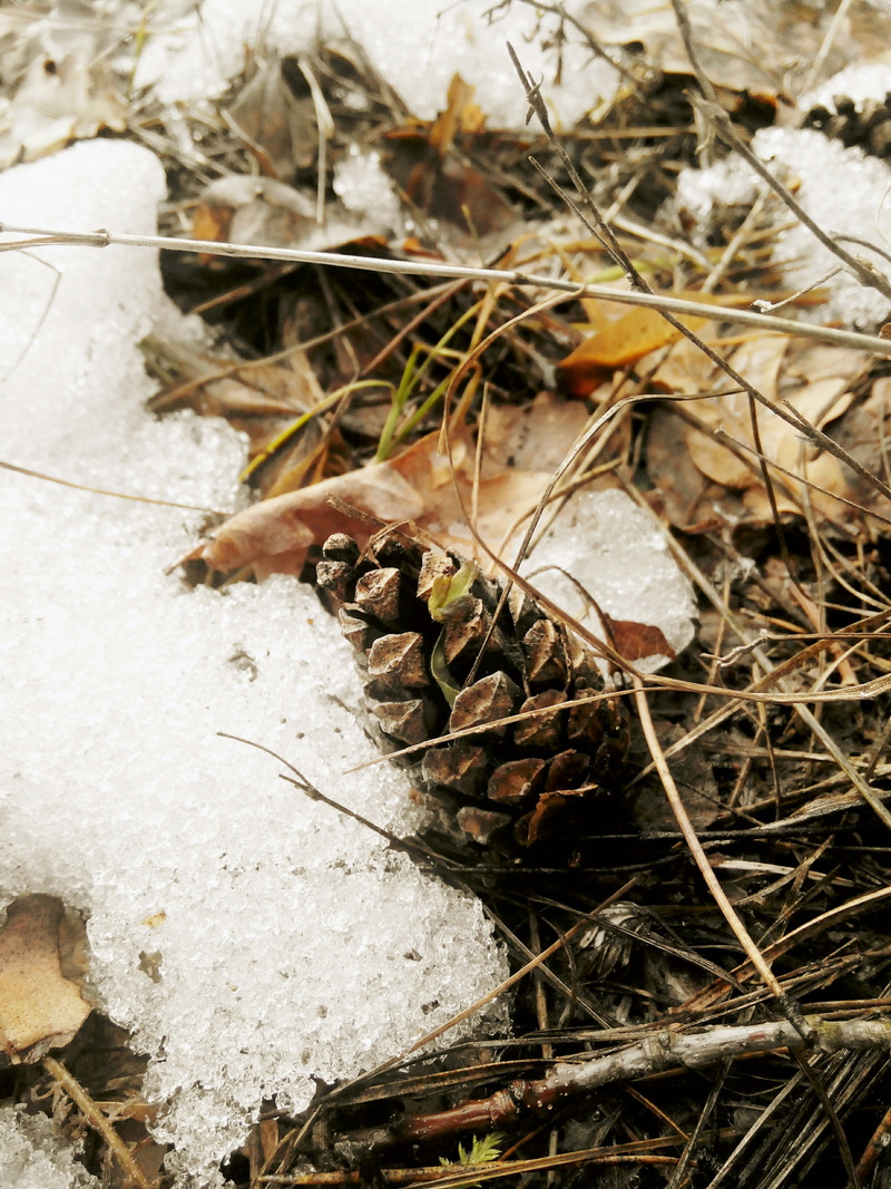 dry leaves, dry, needles, winter, plant, branch, autumn, land, cones, thaw, melancholia, stick - plant part, grass, park, growth, trees, woodpecker, close-up