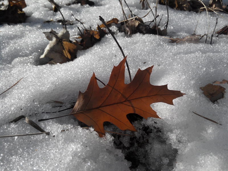 sheet, maple tree, falling, dry leaves, nature, straw, needles, closeup, dry grass, leaf vein, snow, fall, brown, summer, cones, dry, melancholia, 2K