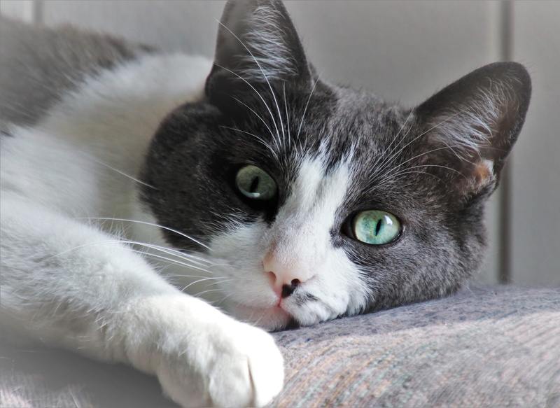 animal eye, indoors, animal themes, green eyes, yellow eyes, animal body part, lying down, ears, melancholia, tired of, coat, laziness, vertebrate, one animal