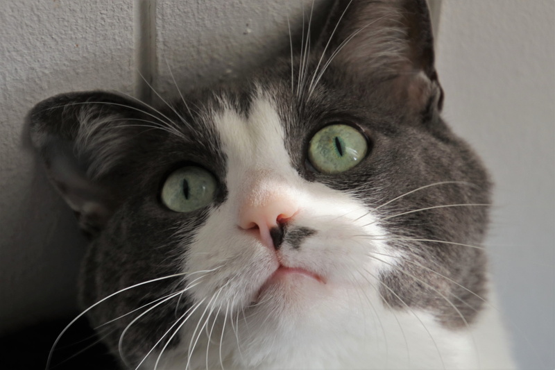 animals, pet, animal head, close-up, look, domestic, whisker, mustache, looking at camera, fur, sorry, animal, waiting, curiosity, eyes, kitty, cat, portrait