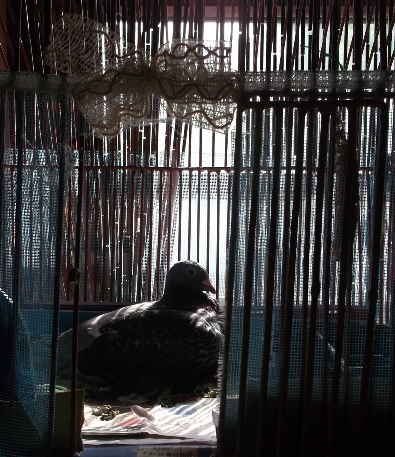 gray, contrast, melancholia, bird, animals in captivity, animal wildlife, perching, rest, dark, 2K, vertebrate, day, close-up, animals in the wild, animal themes