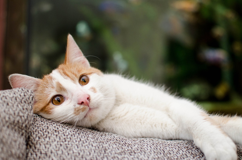 kitten, whisker, pets, focus, cats eyes, fur, white, focus on foreground, no people, photo, one animal, portrait, looking, dachowiec, domestic, short, tomcat