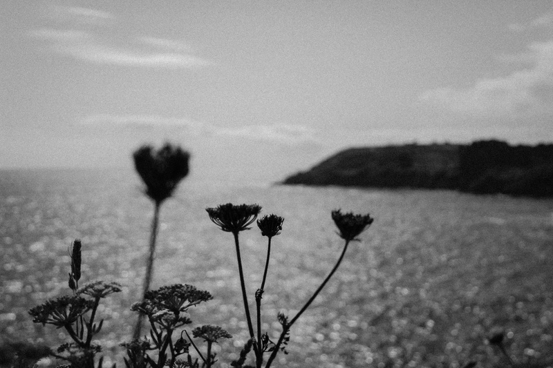 5K, beauty in nature, brittany, sky, day, growth, blossom, field, flower, focus, nature, outdoors, focus on foreground, sea, flower head, coast, france