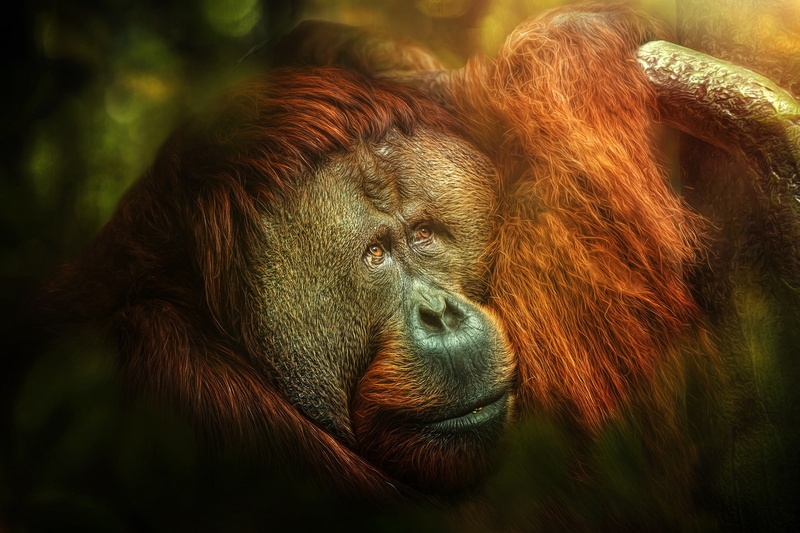 Melancholia, jungle, 1080P, orangutan, monkey