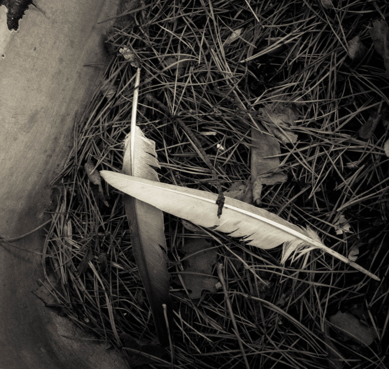 wood - material, needles, the gloom, dry, twig, close-up, single object, feathers, day, directly above, still life, melancholia, 2K, autumn, growth, no people