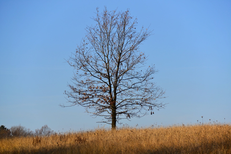 bare tree, landscape, the beauty of nature, nature, loneliness, plant, blue, outdoors, reverie, time, beauty in nature, no people, tranquil scene, clear sky
