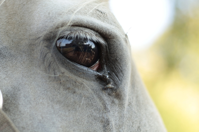 animal head, pastures, day, animal eye, extreme close-up, ranch, animal body part, animal, 5K, body part, field, animals, animal wildlife, eye, melancholia