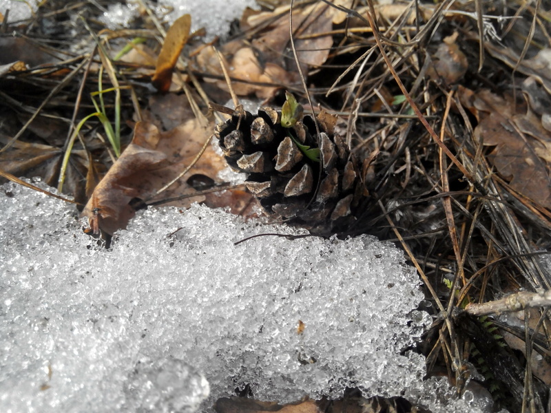 winter, thaw, park, land, animals in the wild, trees, forest, one animal, brown, stones, dry leaves, grass, leaves, summer, pine cone, close-up, nature